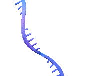 TTR mRNA Degradation