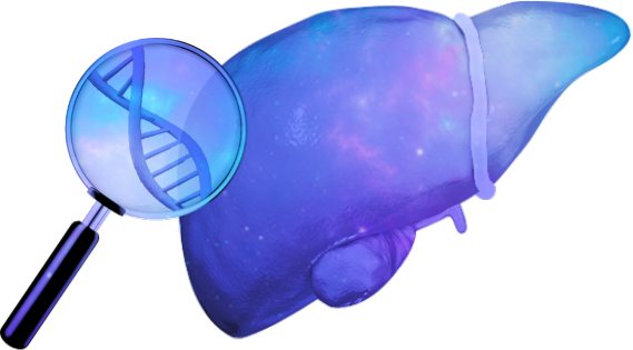 Liver Icon