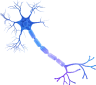 Polyneuropathy Progression