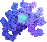 Prevents Tetramer Dissociation