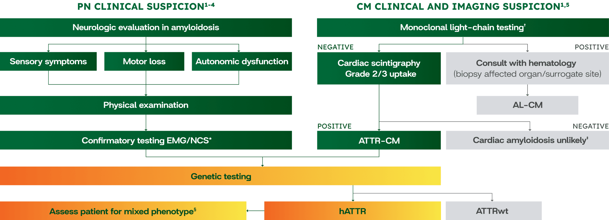 WAINUA Patients with Polyneuropathy Due to hATTR