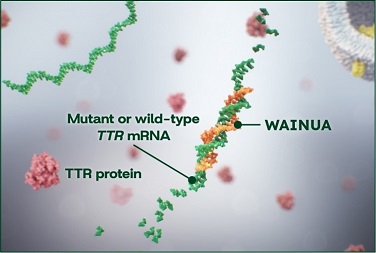 WAINUA Mechanism of Action Step 2
