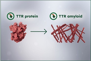 WAINUA Mechanism of Action Step 3