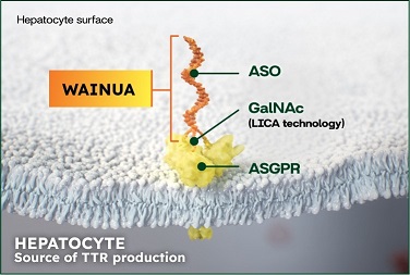 WAINUA Mechanism of Action Step 1